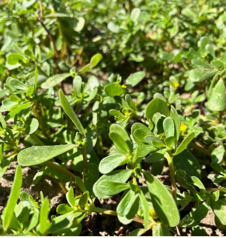 Verdolaga fresca recolectada en huerto por DelPueblo