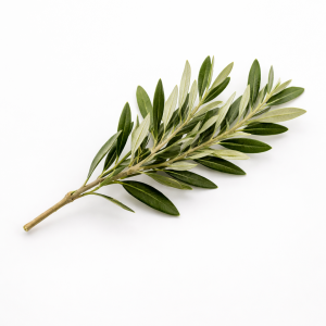 Rama de olivo para bodas como detalle natural de decoración