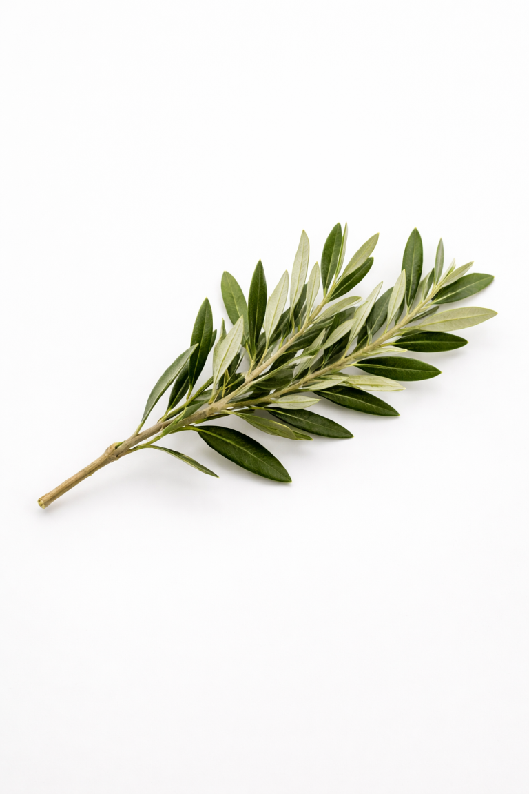 Rama de olivo para bodas como detalle natural de decoración