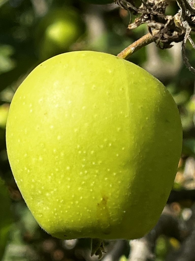 Manzanas de San Juan recién recolectadas de los huertos de DelPueblo
