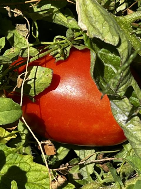 Tomates pera madurando en la mata entre hojas verdes en los huertos de DelPueblo.