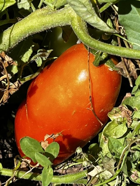 Tomates pera madurando en la mata entre hojas verdes en los huertos de DelPueblo.
