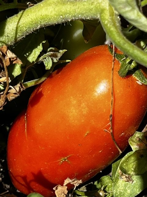 Tomates pera madurando en la mata entre hojas verdes en los huertos de DelPueblo.
