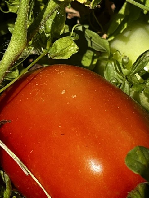 Tomates pera madurando en la mata entre hojas verdes en los huertos de DelPueblo.