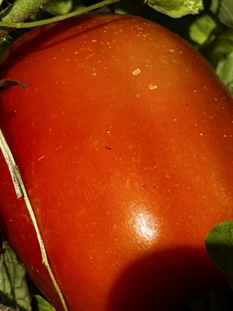 Tomates pera madurando en la mata entre hojas verdes en los huertos de DelPueblo.