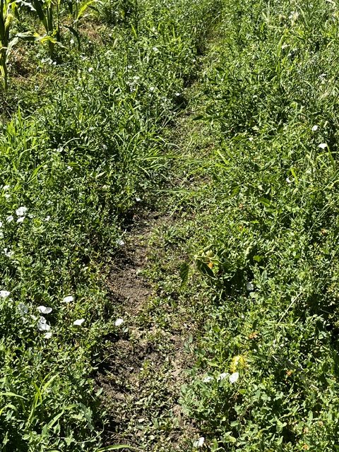 Tomates pera madurando en la mata entre hojas verdes en los huertos de DelPueblo.