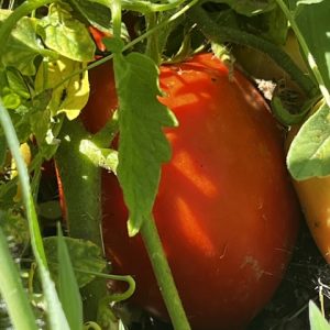 Tomates pera madurando en la mata entre hojas verdes en los huertos de DelPueblo.