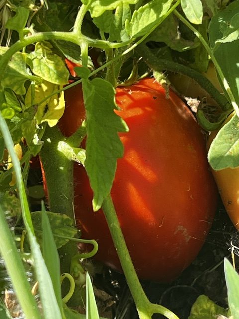 Tomates pera madurando en la mata entre hojas verdes en los huertos de DelPueblo.