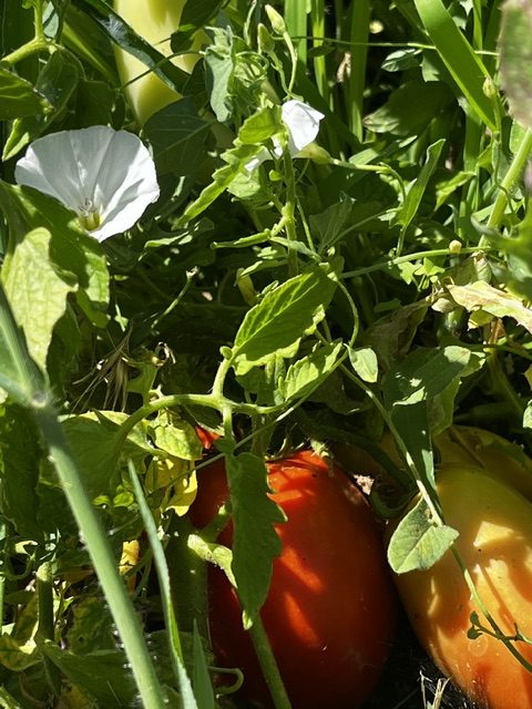 Tomates pera madurando en la mata entre hojas verdes en los huertos de DelPueblo.