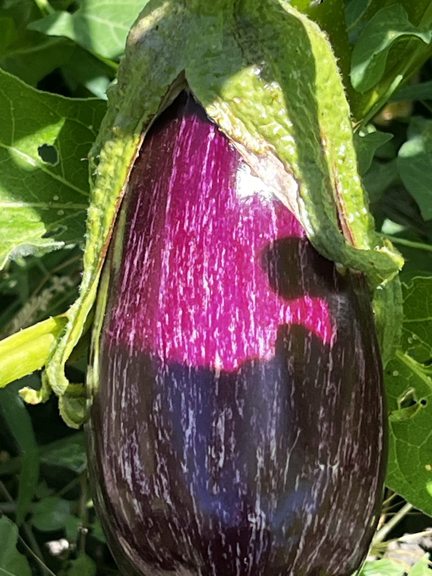 Berenjena fresca creciendo en la planta del huerto