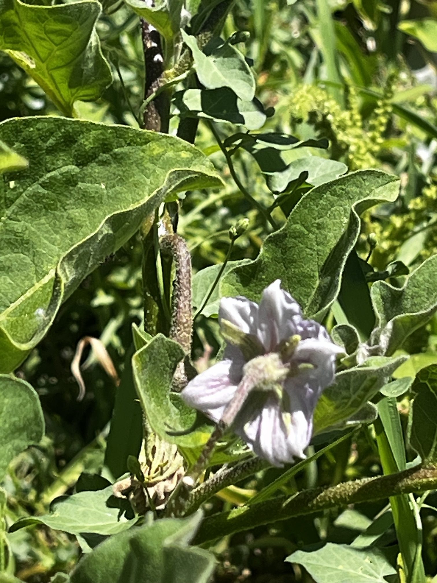 Berenjena fresca creciendo en la planta del huerto