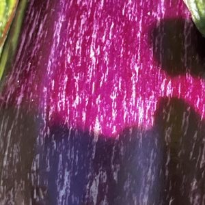 Berenjena fresca creciendo en la planta del huerto