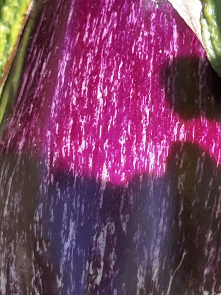 Berenjena fresca creciendo en la planta del huerto