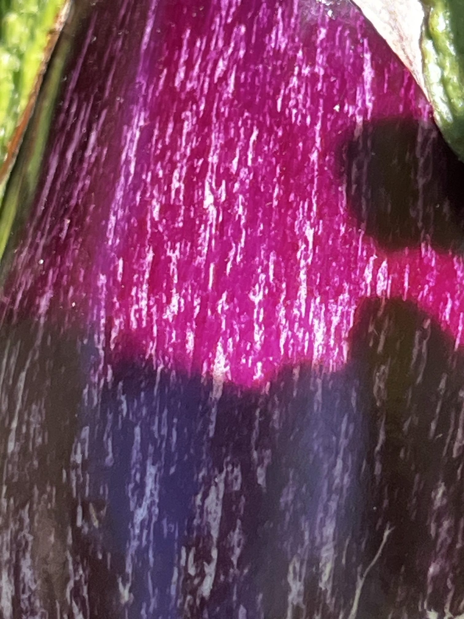Berenjena fresca creciendo en la planta del huerto