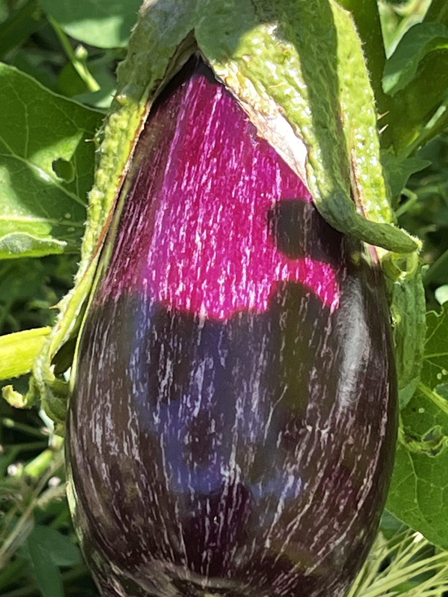 Berenjena fresca creciendo en la planta del huerto