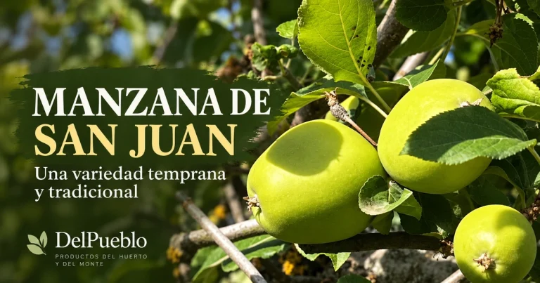 Manzanas de San Juan verdes en el árbol entre hojas y ramas, con el texto «Manzana de San Juan» y el logotipo de DelPueblo.