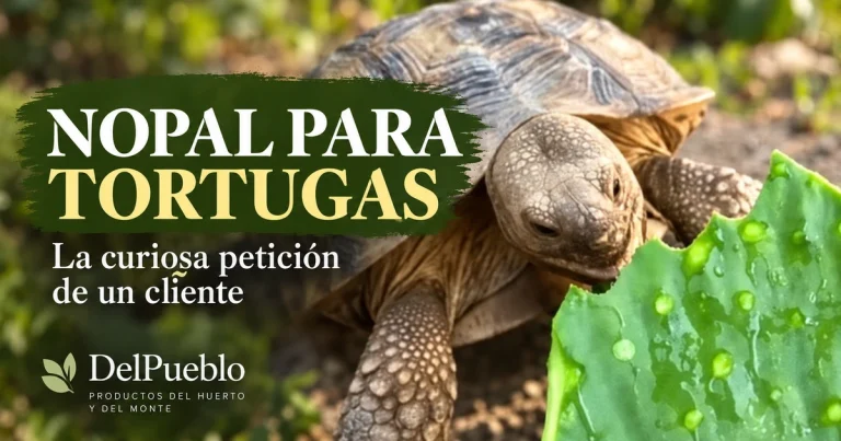 Tortuga terrestre comiendo una pala de nopal, con el texto «Nopal para tortugas» y el logotipo de DelPueblo.