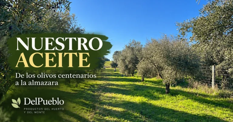 Olivar con suelo cubierto de hierba y cielo azul, con el texto «Nuestro aceite» y el logotipo de DelPueblo.