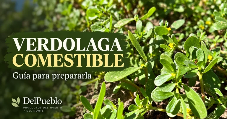 Verdolaga creciendo sobre la tierra, con hojas verdes carnosas, el texto «Verdolaga comestible» y el logotipo de DelPueblo.