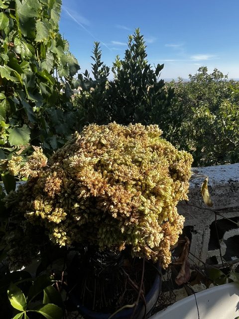 Manojo de orégano silvestre fresco con hojas y flores recolectado a mano