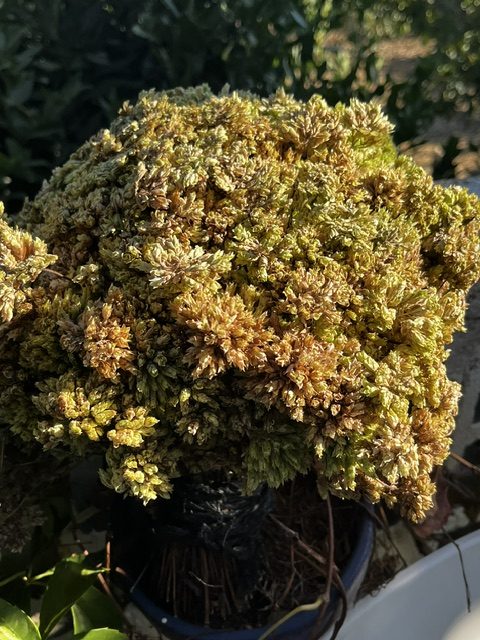 Manojo de orégano silvestre fresco con hojas y flores recolectado a mano