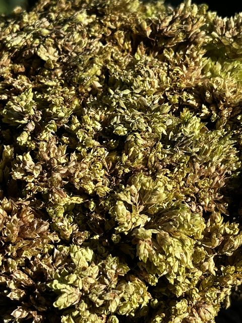 Manojo de orégano silvestre fresco con hojas y flores recolectado a mano