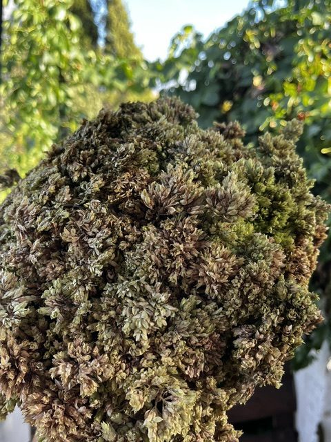 Manojo de orégano silvestre fresco con hojas y flores recolectado a mano