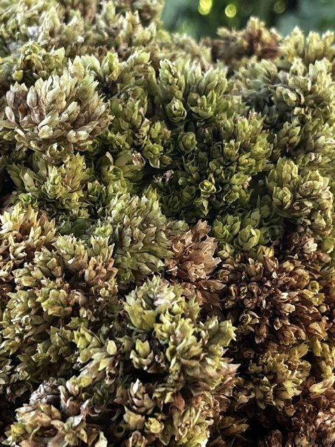 Manojo de orégano silvestre fresco con hojas y flores recolectado a mano