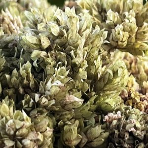 Manojo de orégano silvestre fresco con hojas y flores recolectado a mano