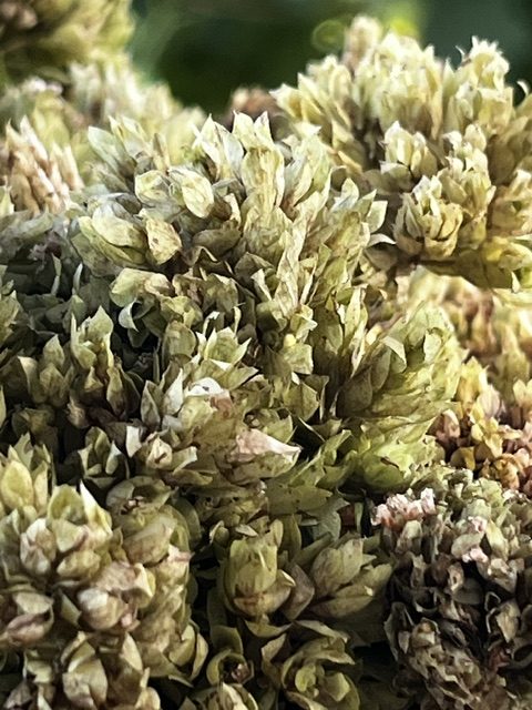 Manojo de orégano silvestre fresco con hojas y flores recolectado a mano