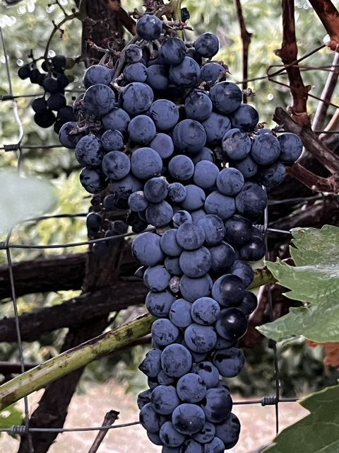 Racimo de uva garnacha negra madurando en la parra en Garciotum, Toledo