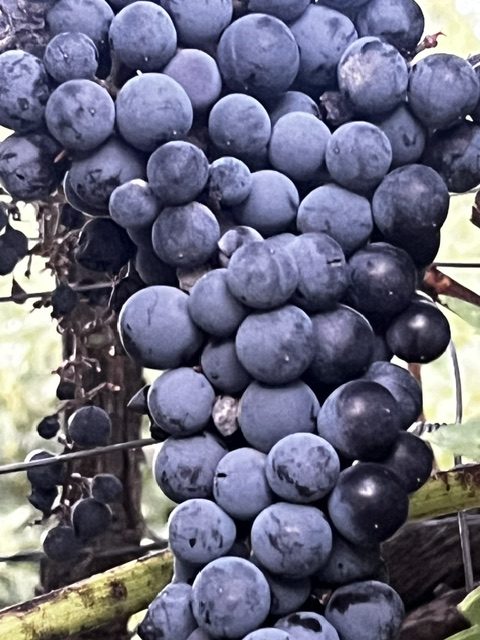 Racimo de uva garnacha negra madurando en la parra en Garciotum, Toledo
