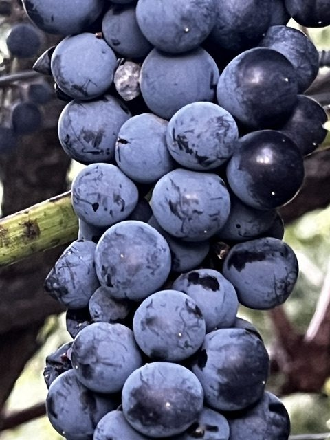 Racimo de uva garnacha negra madurando en la parra en Garciotum, Toledo