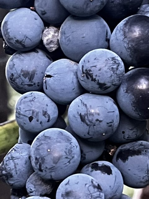 Racimo de uva garnacha negra madurando en la parra en Garciotum, Toledo