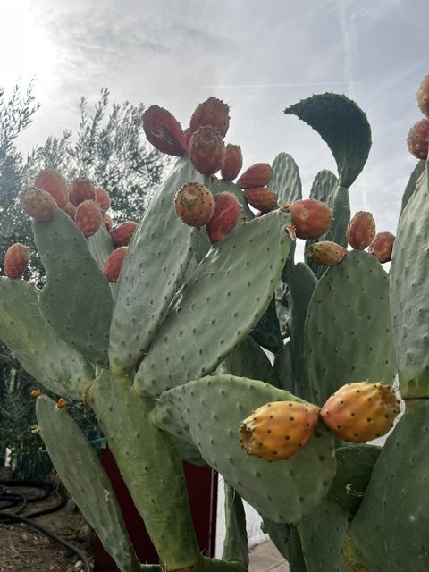 Higo chumbo fresco recién recolectado en la Sierra de San Vicente