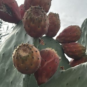 Higo chumbo fresco recién recolectado en la Sierra de San Vicente