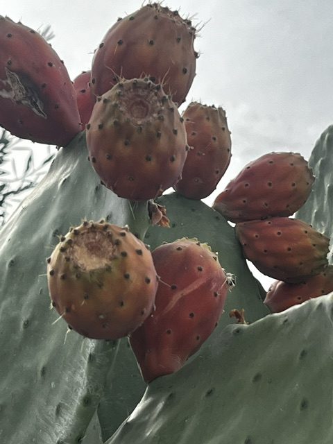 Higo chumbo fresco recién recolectado en la Sierra de San Vicente