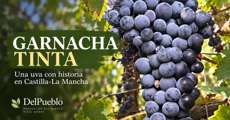 Racimo de uvas garnacha tinta en la parra, con el texto «Garnacha tinta» y el logotipo de DelPueblo.