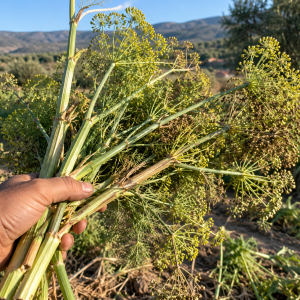 Tallos de hinojo recién cortados y recogidos en el campo