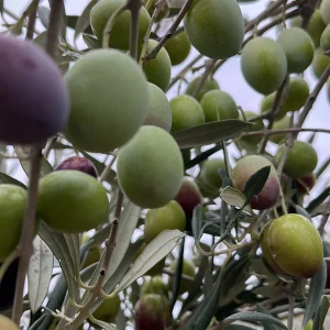 Aceitunas verdes para aliñar